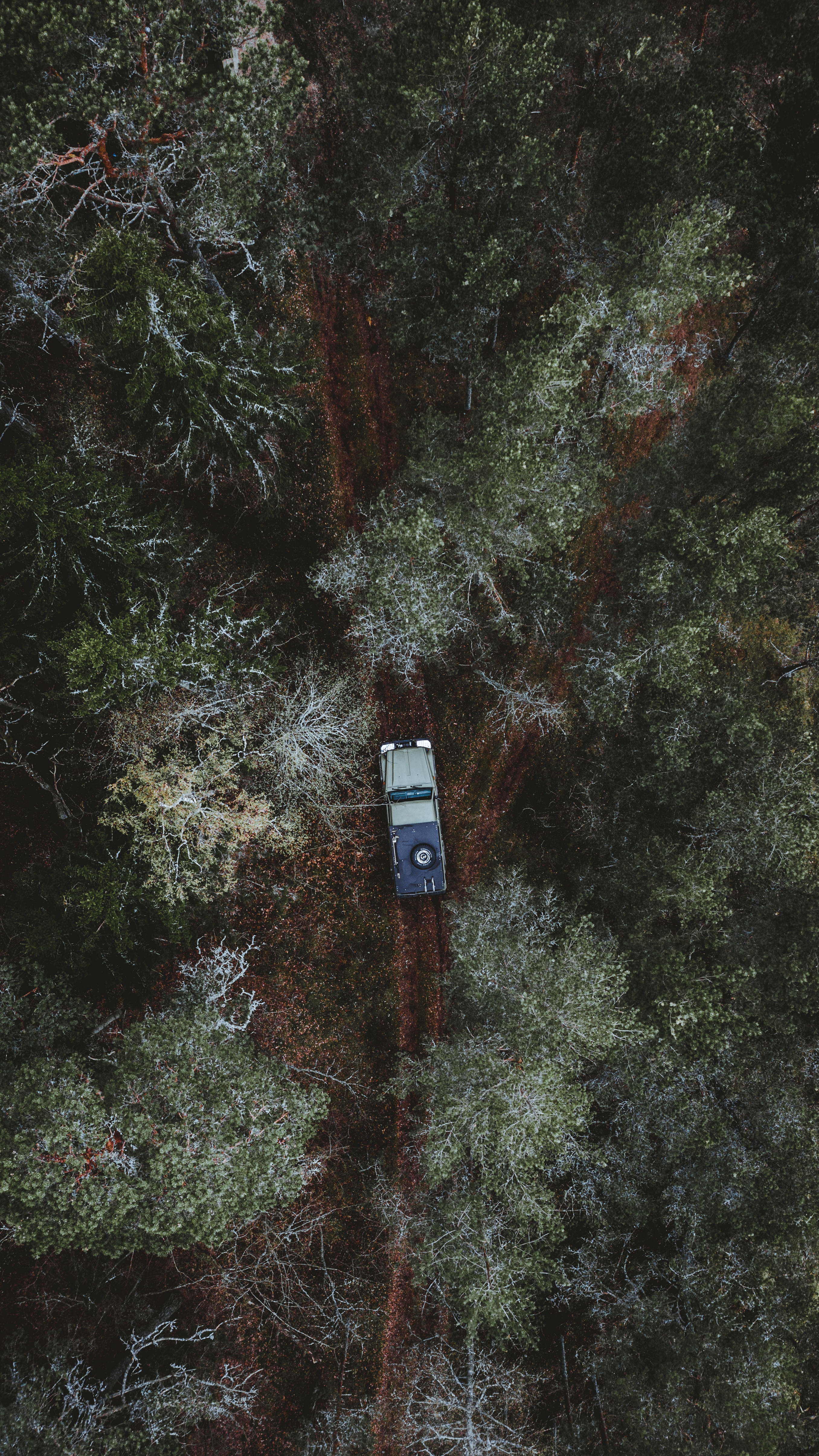 Car driving into forest